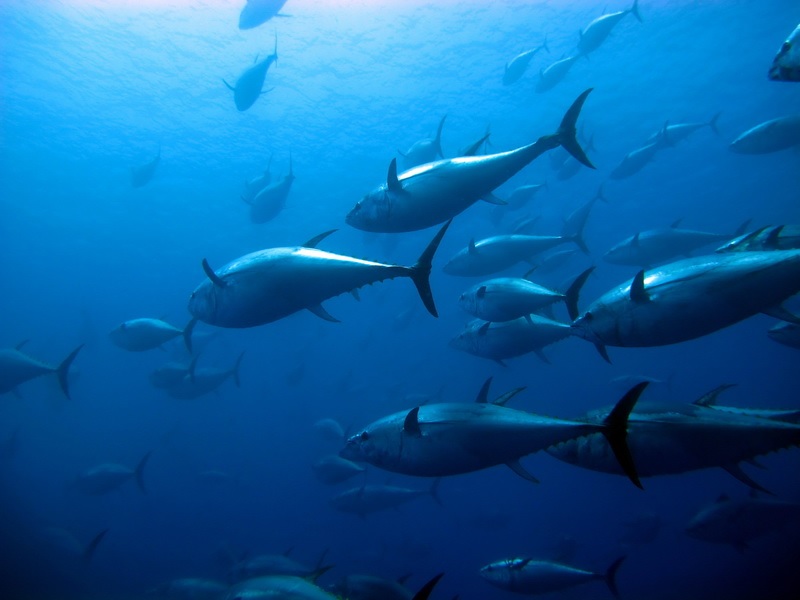 Pacific Bluefin Tuna Catch Quotas to be Based on Stock Recovery